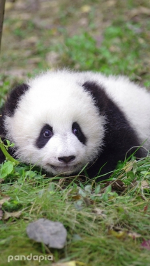  I am Zhen duo duo, these are my head shot. Am I cute? - Panda