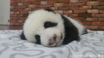 I want to keep on sleeping, I do not want get up. - Panda