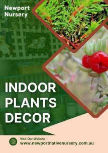 Indoor Plants Decor - Native Nursery