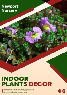 Indoor plants decor | Newport Native Nursery - Native Nursery