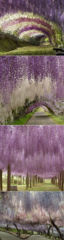 Kawachi Fuji Garden - Japan - Beautiful places