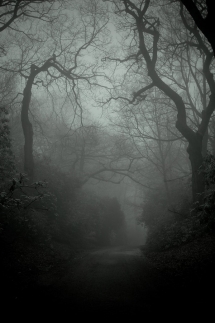 Lacertine Forest - Fantastic Photography 