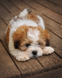 Lhasa Apso dog - Pets