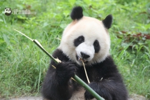 Long time no see, is there anyone remember who I am? - Panda