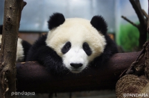  Look at my innocent eyes and tell me, do you like me? - Panda