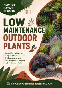 Low Maintenance Outdoor Plants for Beautiful Landscapes - Native Nursery