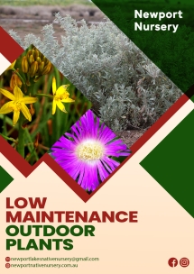 Low maintenance Outdoor Plants | Newport Nursery - Native Nursery