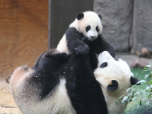 Mom and baby - Panda