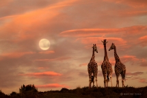 Moonrise by Marina Cano - Amazing photos