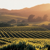 Napa Valley, Napa, California - Beautiful places