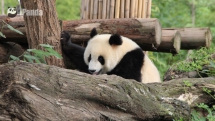 Naughty Baby and his no idea Mom - Panda