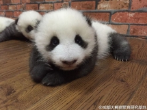New photos of Yuan Yue - Panda