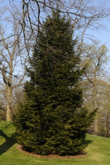 Norway Spruce - Trees