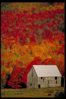 Old Barn with beautiful Fall colors - Barns