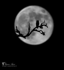 OO by Peyman Azini - Amazing photos