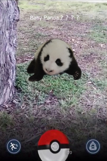 Panda - Panda