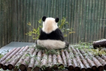 Panda - Unassigned