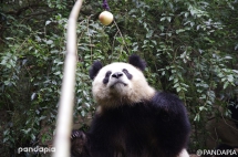 Panda Yuan Run, is having his 4 year's birthday today. Apple is her favorite, so she is very happy w - Panda