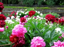 Peony Garden - Great Gardening Ideas