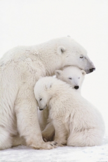 Polar bear & her cubs - Beautiful Animals