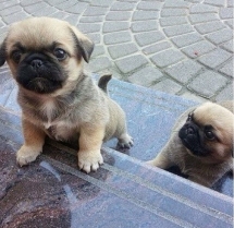 Pug puppies - Pets