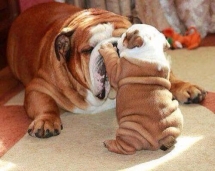 Puppy an it's Mother - Adorable Dog Pics