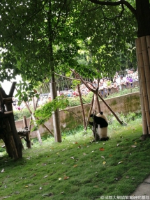Qing Xiao, the small tree is going to cry, hurry down! - Panda