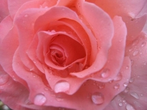 Raindrops on Roses - My Favourite Things