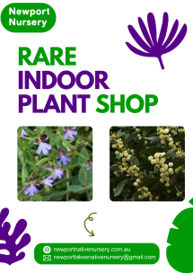 Rare Indoor Plant Shop - Native Nursery