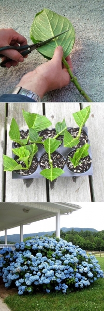 Rooting hydrangea cuttings - Magical Gardens