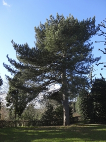 Scots Pine - Trees