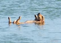 Taking a swim - A Dogs Life