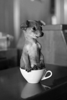 Teacup Puppy - Beautiful Photography