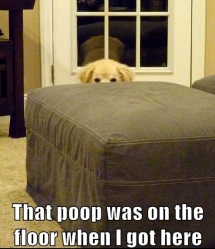 That poop was on the floor when I got here - Laughter is the best medicine :)