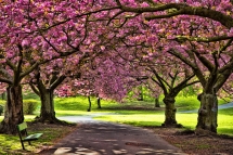 The Beauty of Blossom by Kathy Chadwick - Amazing photos
