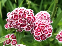 The best flowers - Unassigned
