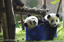 This is our new toy, do you like it? - Panda