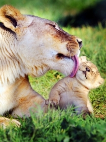 Tiger lick - Beautiful Animals