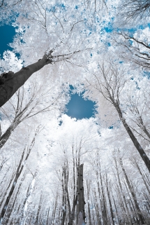 Trees glowing with snow and ice - Fantastic Photography 