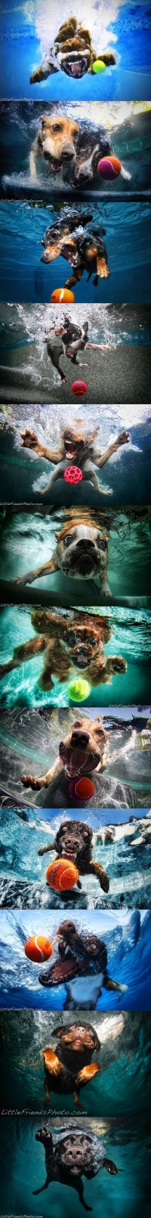 Underwater Dog Fun - Dog fun