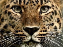 What a beauty ! - Most beautiful animals