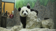What are you looking at? Let me have a look together with you. - Panda