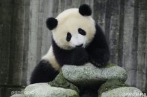 Which photo of mine is more attractive? - Panda