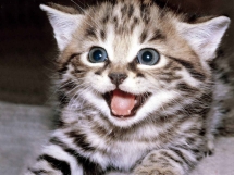 Whiskers on Kittens - My Favourite Things