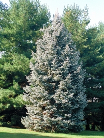 White Spruce - Trees