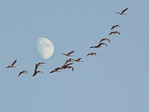 Wild Geese That Fly With The Moon on Their Wings - My Favourite Things