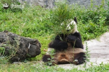 You can not see me! - Panda
