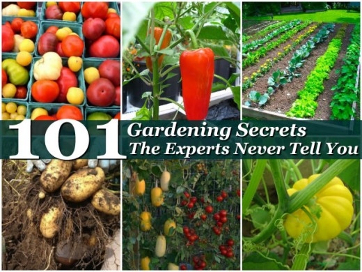 101 Gardening Secrets The Experts Never Tell You