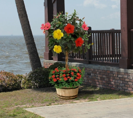 3 In 1 Braided Tropical Hibiscus Tree Favething Com