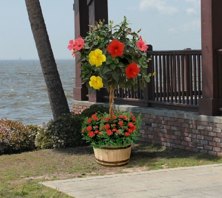 3-in-1 Braided Tropical Hibiscus Tree